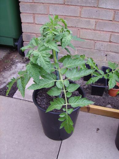 Tomato Plant 10 weeks old 
